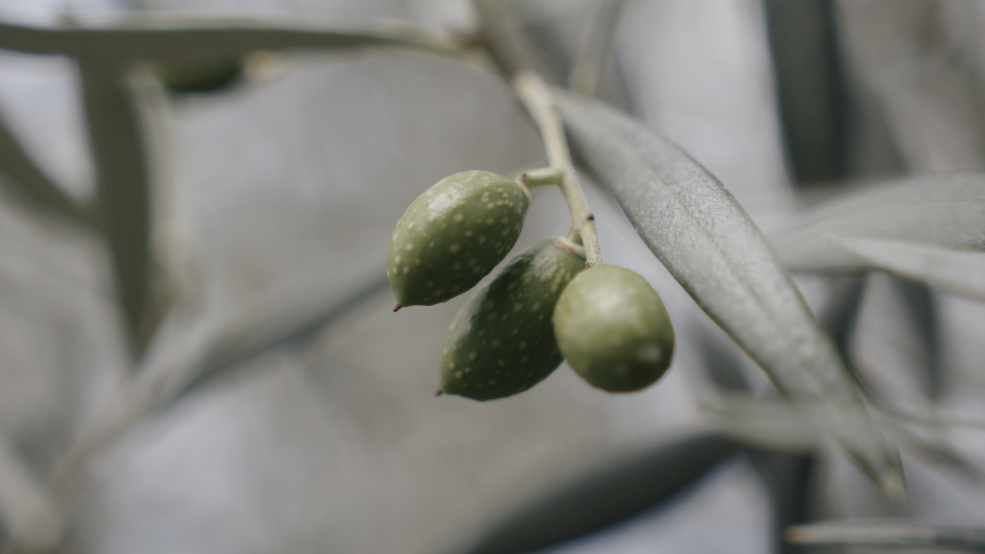 OW Essentials No.03 - Content Creator Cine LUT