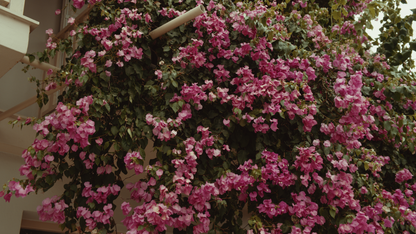 Romantic Polaroid LUT