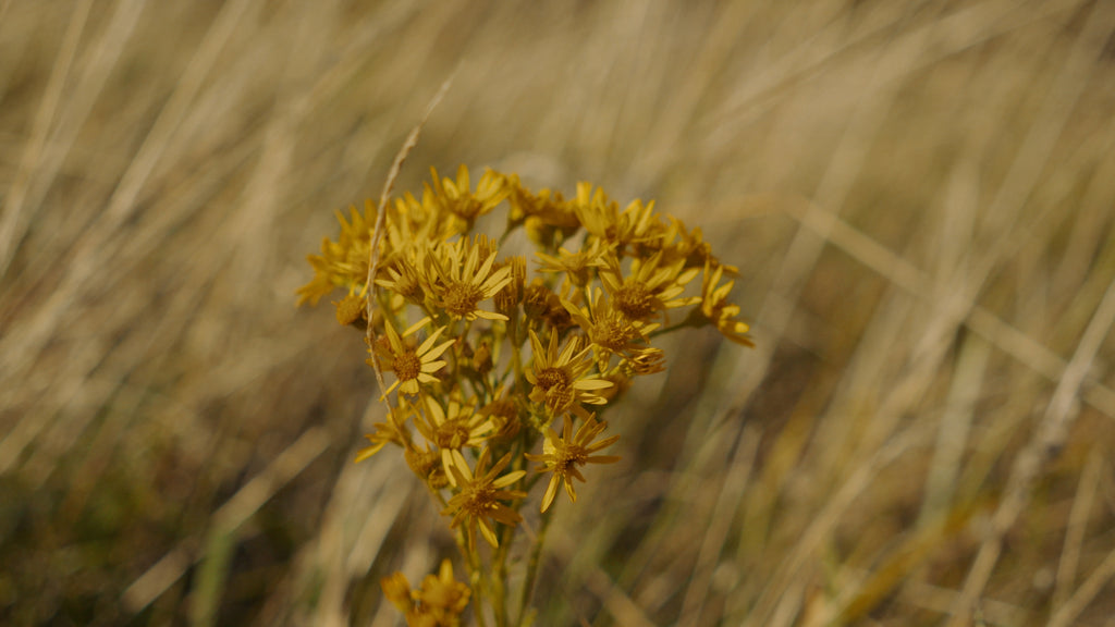 OW Essentials No.06 - Golden Sunset LUT