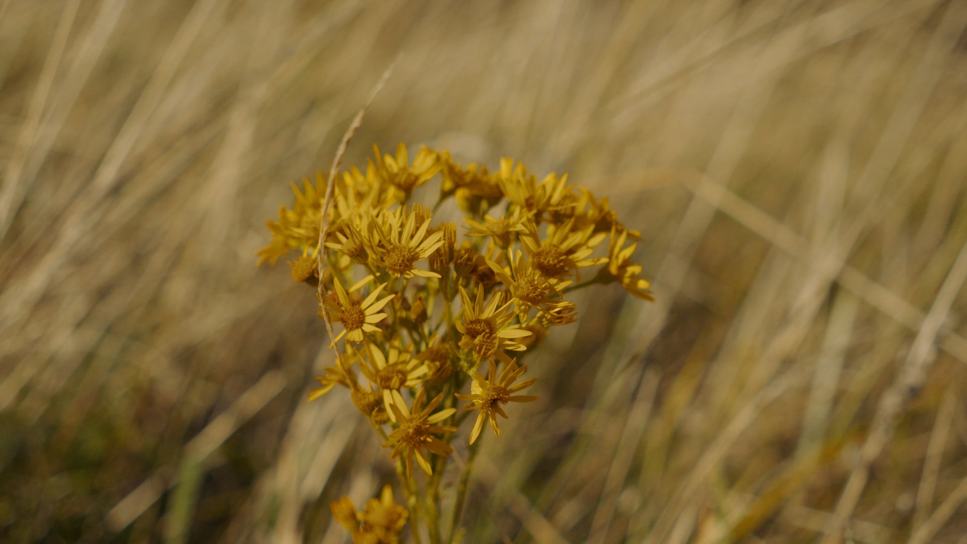 OW Essentials No.06 - Golden Sunset LUT